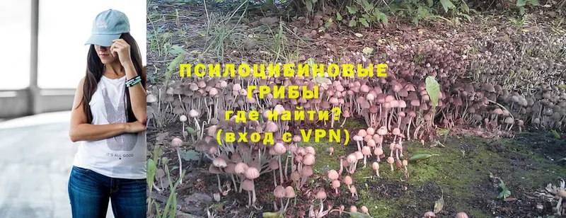 закладки  Дмитров  Галлюциногенные грибы Magic Shrooms 